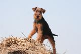 WELSH TERRIER 088